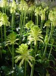 Photo Forest Lily, white herbaceous plant