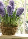 Photo Hyacinth, lilac herbaceous plant
