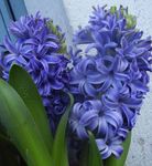 Photo Hyacinth, light blue herbaceous plant