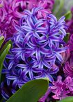 Photo Hyacinth, dark blue herbaceous plant
