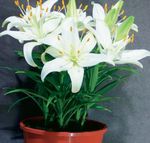 Photo Lilium, white herbaceous plant