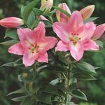 Photo Lilium, pink herbaceous plant