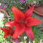 Photo Lilium, red herbaceous plant