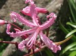 Photo Guernsey Lily, pink herbaceous plant