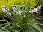 Photo Ophiopogon, white herbaceous plant