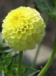 Photo Dahlia, yellow herbaceous plant