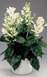 Photo White candles, Whitefieldia, Withfieldia, Whitefeldia, white shrub