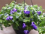 Photo Wishbone flower, Ladys slipper, Blue wing, dark blue hanging plant