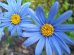Photo Blue Daisy, light blue herbaceous plant