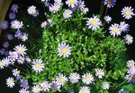 Photo Blue Daisy, light blue herbaceous plant