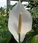 Photo Peace lily, white herbaceous plant