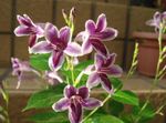 Photo Asystasia, lilac shrub