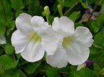 Photo Asystasia, white shrub