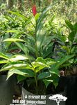 Photo Red Ginger, Shell Ginger, Indian Ginger, red herbaceous plant