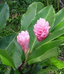 Photo Red Ginger, Shell Ginger, Indian Ginger, pink herbaceous plant