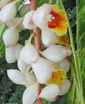 Photo Red Ginger, Shell Ginger, Indian Ginger, white herbaceous plant