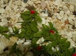 Photo Aptenia, red hanging plant