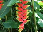 Photo Lobster Claw, , red herbaceous plant