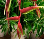 Photo Lobster Claw, , red herbaceous plant