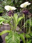 Photo Bat Head Lily, Bat Flower, Devil Flower, white herbaceous plant