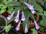 Photo Chirita, lilac herbaceous plant