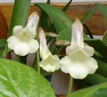 Photo Chirita, white herbaceous plant