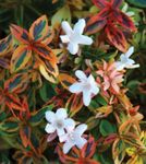 Photo Abelia, white shrub