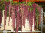 Photo Amaranthus, Love-Lies-Bleeding, Kiwicha, claret herbaceous plant
