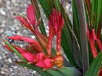 Photo Baboon Flower, Baboon Root, red herbaceous plant