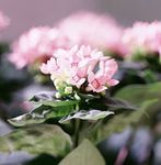Photo Jasmine Plant, Scarlet Trumpetilla, pink shrub