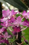 Photo Calanthe, pink herbaceous plant