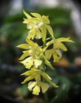 Photo Calanthe, yellow herbaceous plant