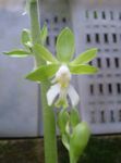 Photo Calanthe, green herbaceous plant