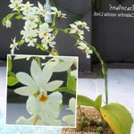 Photo Calanthe, white herbaceous plant
