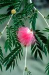 Photo Red Powder Puff, pink shrub