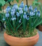 Photo Grape Hyacinth, light blue herbaceous plant