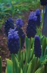 Photo Grape Hyacinth, dark blue herbaceous plant