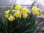 Photo Daffodils, Daffy Down Dilly, yellow herbaceous plant