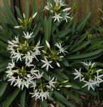 Photo Sea Daffodil, Sea Lily, Sand Lily, white herbaceous plant
