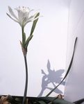Photo Sea Daffodil, Sea Lily, Sand Lily, white herbaceous plant