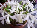 Photo Indian Crocus, white herbaceous plant