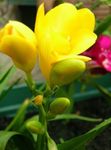 Photo Sparaxis, yellow herbaceous plant
