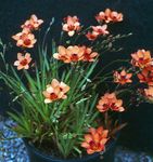 Photo Tritonia, orange herbaceous plant