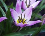 Photo Tulip, lilac herbaceous plant