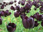 Photo Tulip, claret herbaceous plant