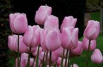 Photo Tulip, pink herbaceous plant
