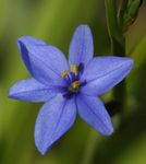 Photo Blue Corn lily, white herbaceous plant