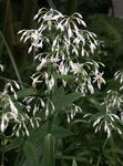 Photo Renga Lily, Rock-lily, white herbaceous plant