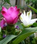 Photo Curcuma, pink herbaceous plant