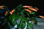 Photo Gesneria, orange herbaceous plant